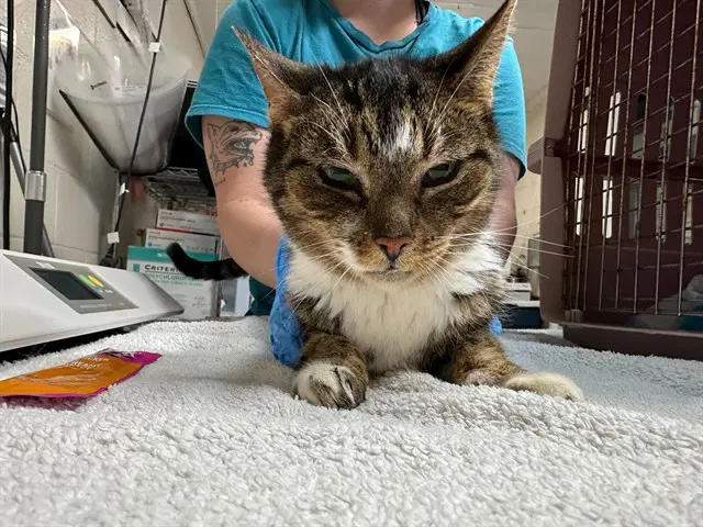 Keke - Domestic Short Hair