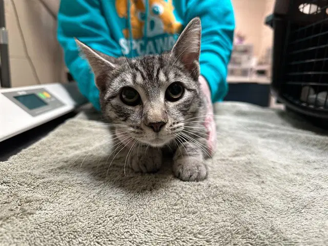 Oboe - Domestic Short Hair