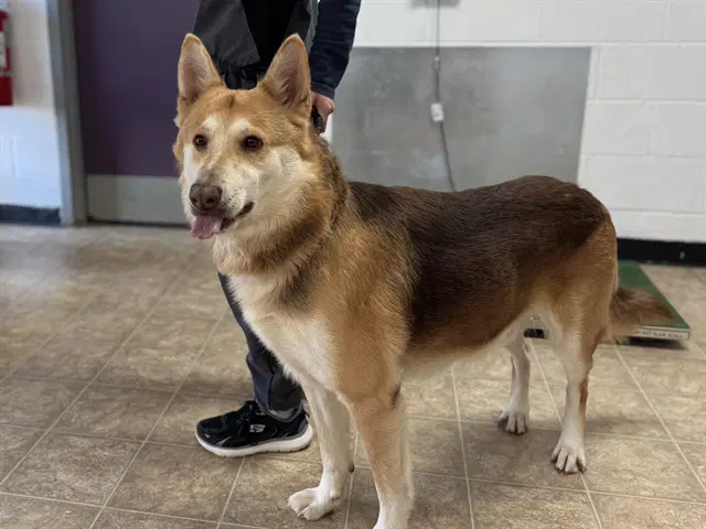 Hockey - Husky