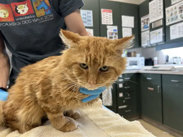 Rollie - Domestic Medium Hair