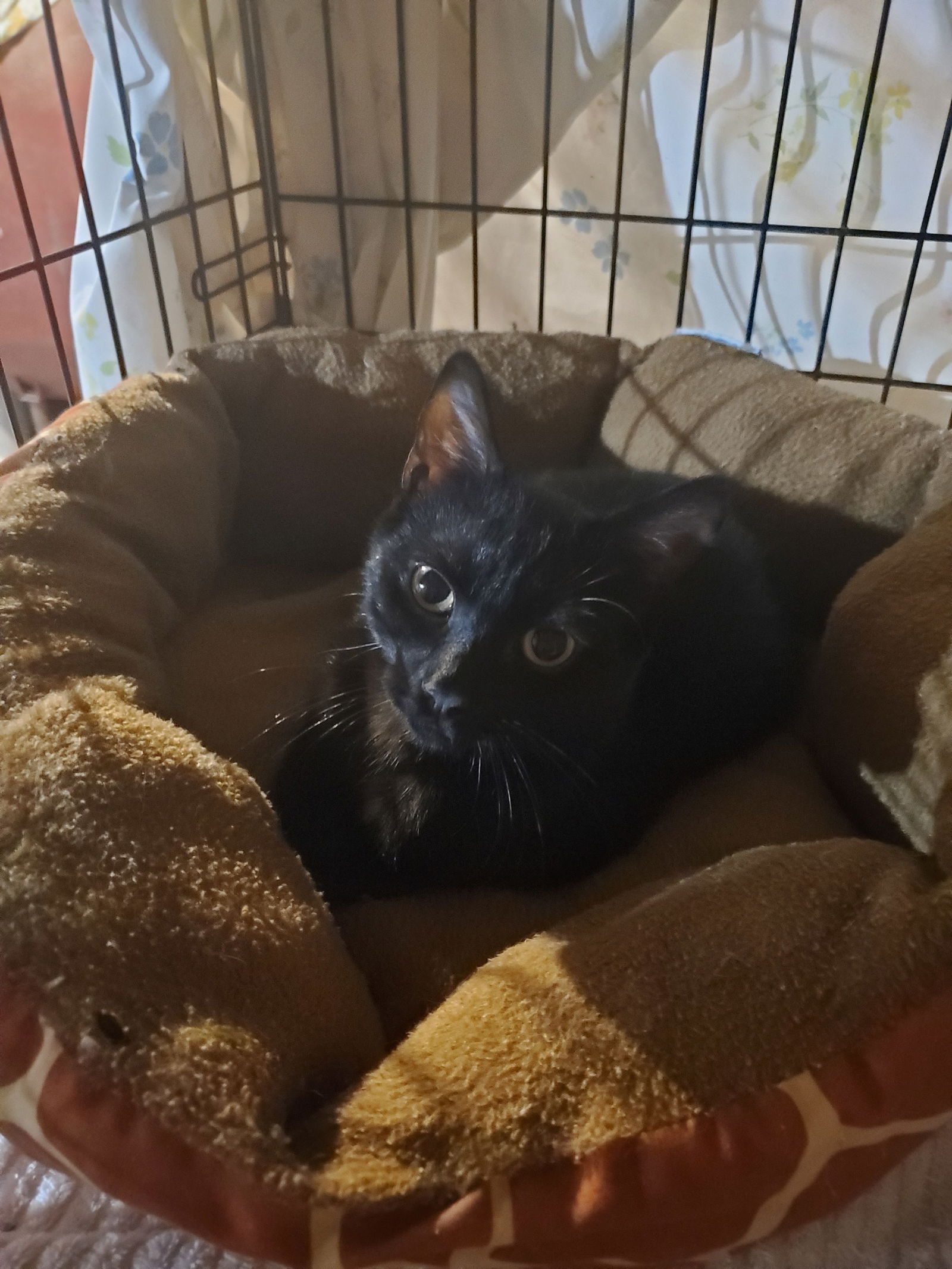 adoptable Cat in Parker Ford, PA named Snoopy