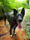 adoptable Dog in Parker Ford, PA named Lacey