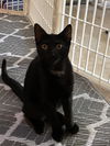 adoptable Cat in parker, PA named Onyx