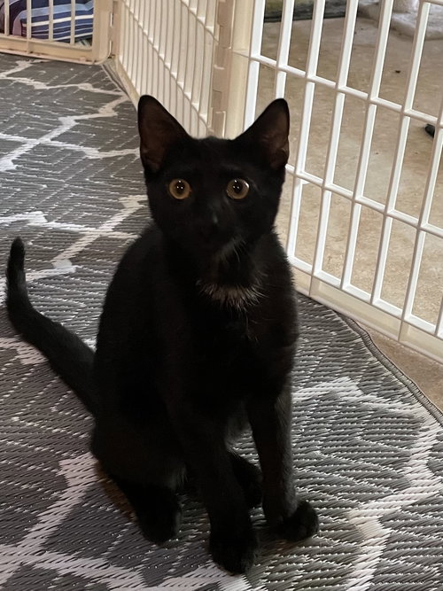 picture of the cat needing adoption