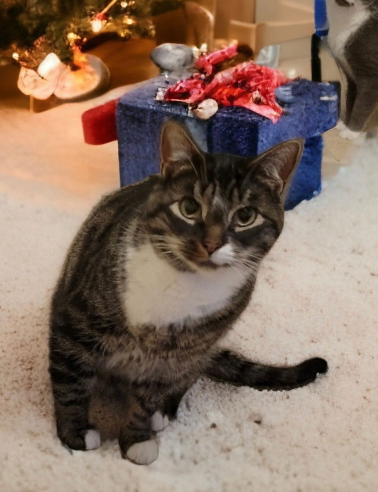 adoptable Cat in Parker Ford, PA named Loki