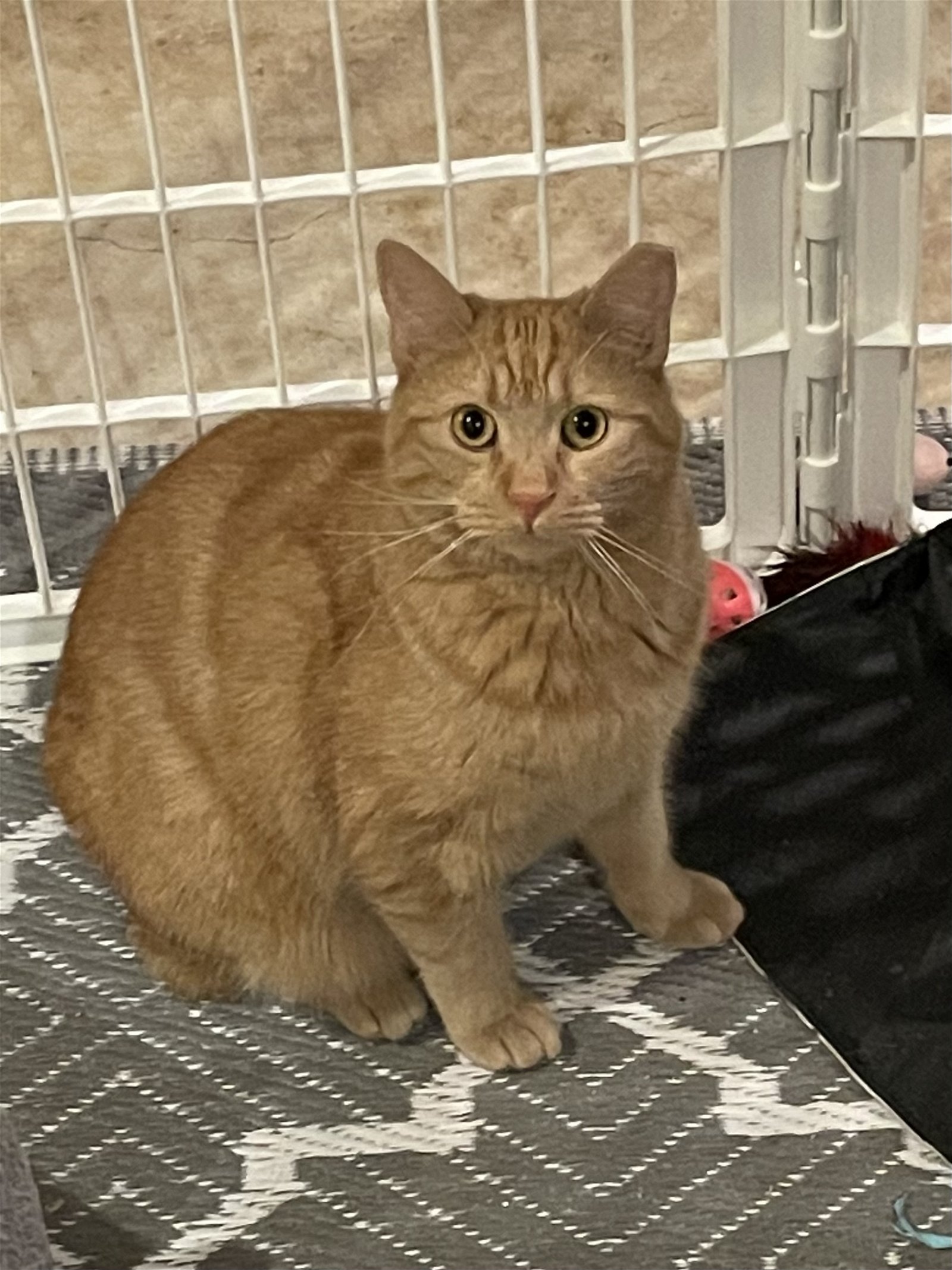 adoptable Cat in Parker Ford, PA named Lily