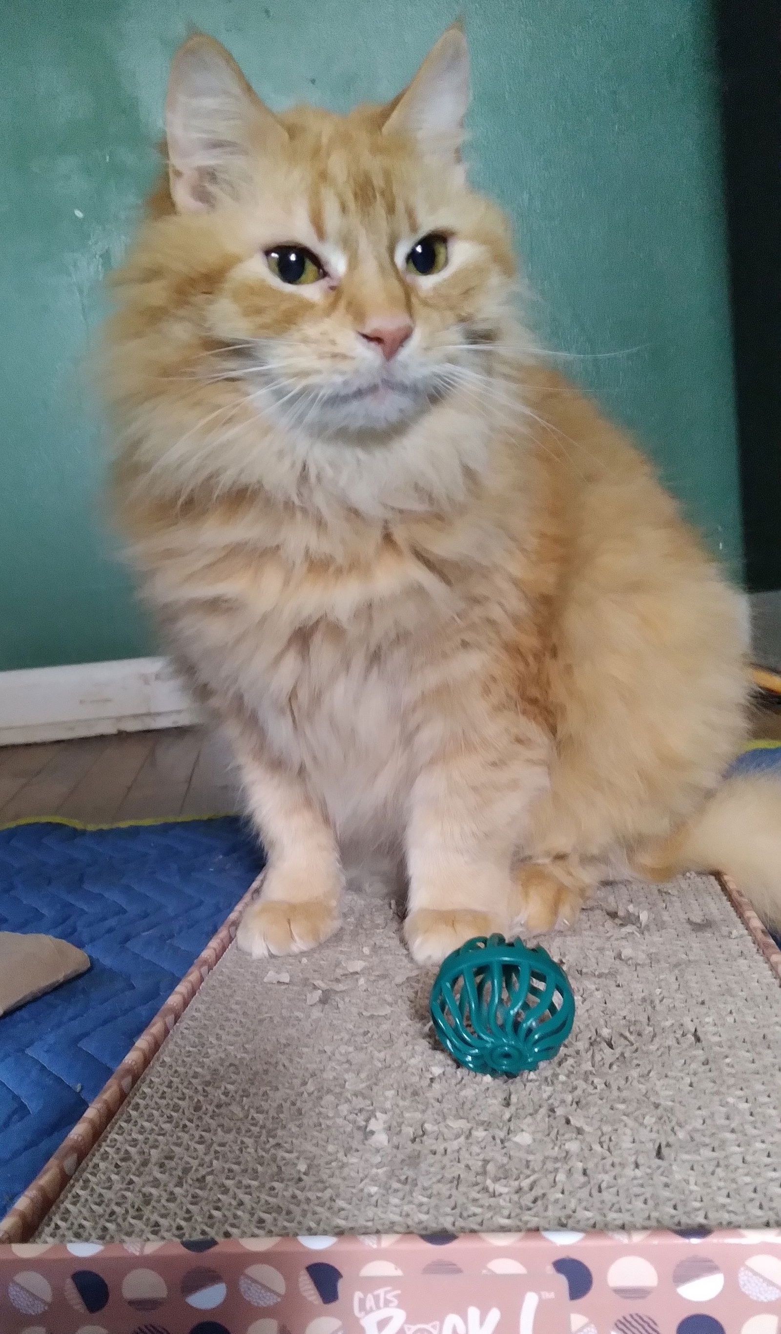 adoptable Cat in Parker Ford, PA named Spunky & Chewy - COURTESY POST