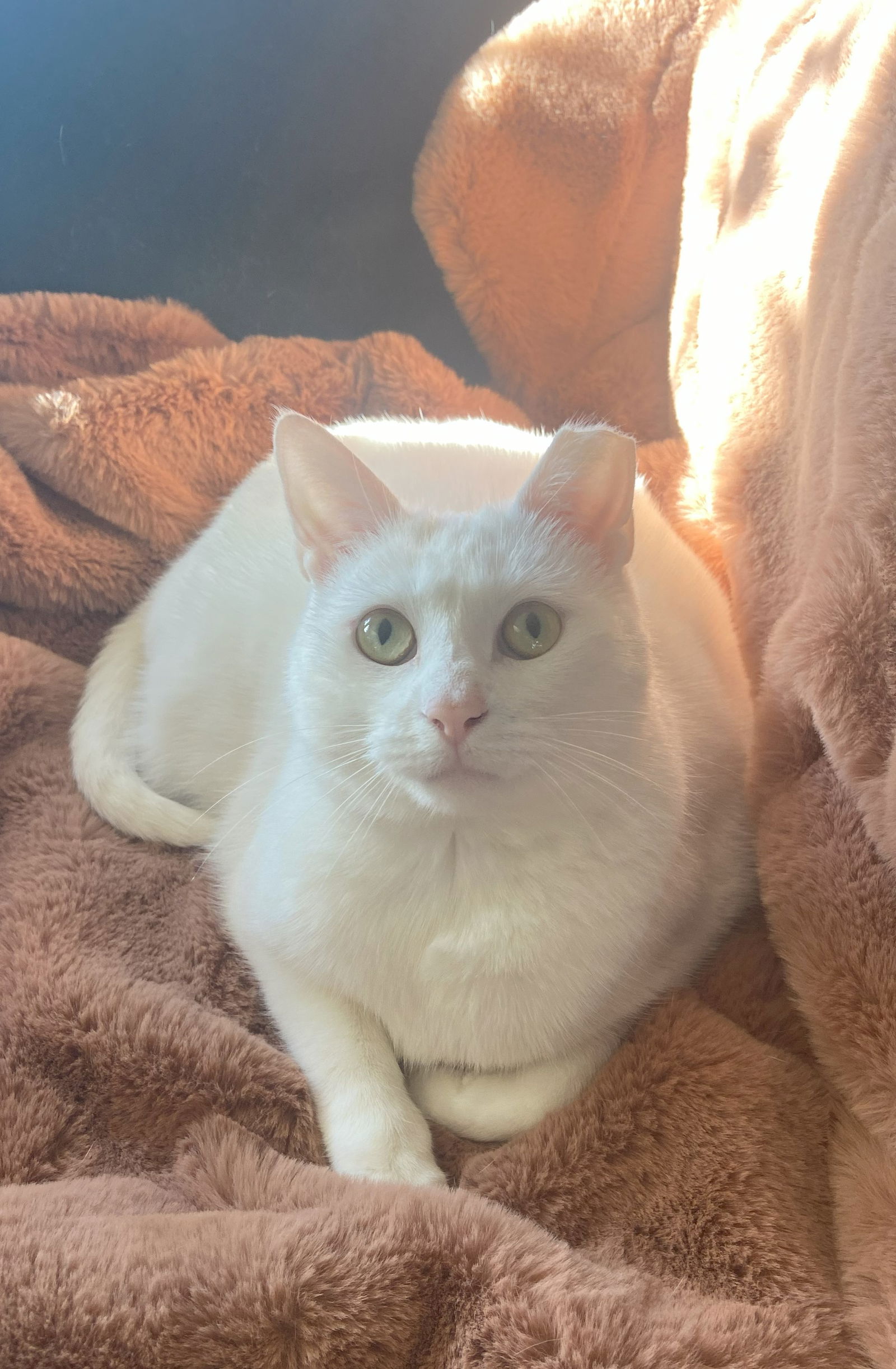 adoptable Cat in Parker Ford, PA named Boujee