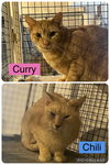 Curry-BARN PLACEMENT NEEDED - Photo 3