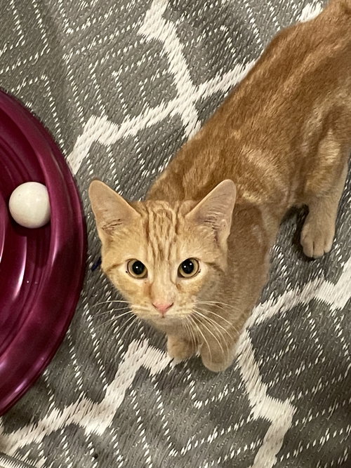 CURRY-BARN PLACEMENT NEEDED - Domestic Short Hair / Tabby available for adoption