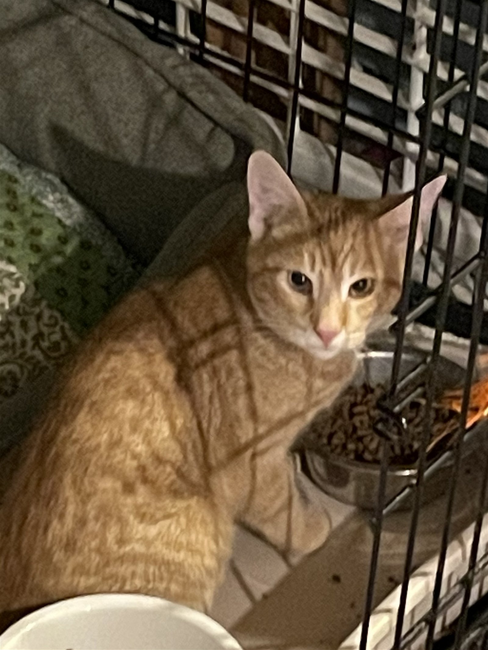 adoptable Cat in Parker Ford, PA named Chili