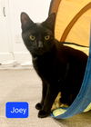 adoptable Cat in parker ford, PA named Joseph "Joey"