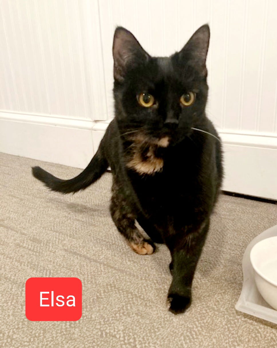 adoptable Cat in Parker Ford, PA named Elsa