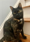 Ginger - Photo 1