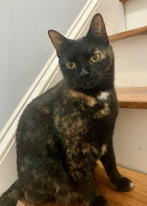 GINGER - Tortoiseshell / Domestic Short Hair available for adoption