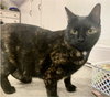 Ginger - Photo 2