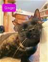 adoptable Cat in , PA named Ginger