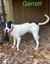 Garrett- FOSTER NEEDED - Photo 4