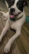 Garrett- FOSTER NEEDED - Photo 3