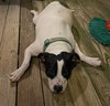 Garrett- FOSTER NEEDED - Photo 5