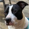 adoptable Dog in parker ford, PA named Garrett- FOSTER NEEDED