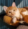 adoptable Cat in parker, PA named Mandarin