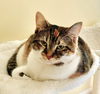 adoptable Cat in  named Valencia
