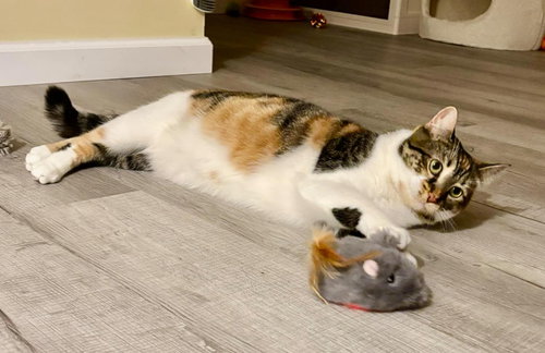 VALENCIA - Calico / Tabby available for adoption