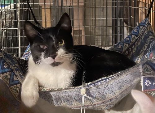 MINION - Domestic Short Hair available for adoption