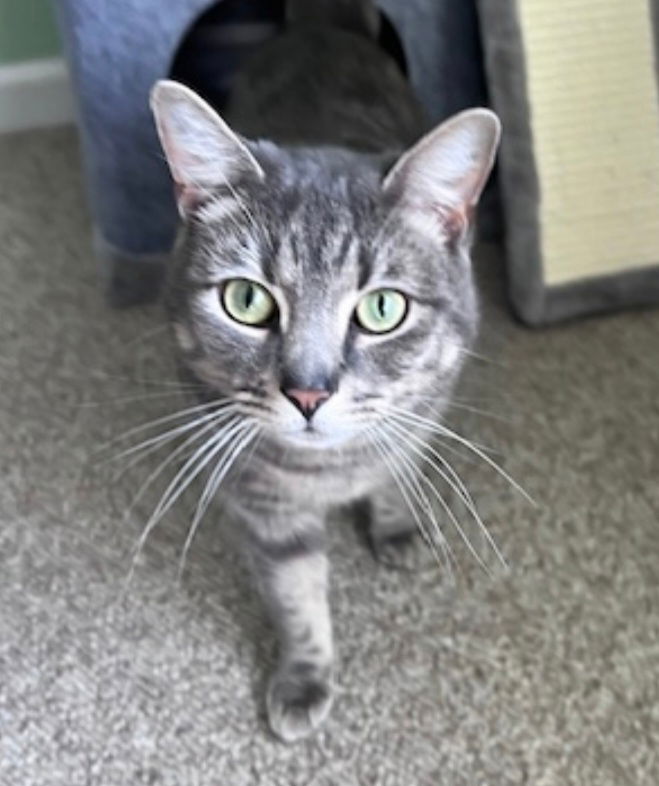 adoptable Cat in Parker Ford, PA named Mackerel