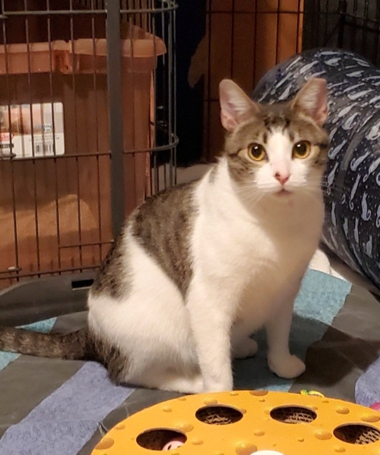 adoptable Cat in Parker Ford, PA named Plum
