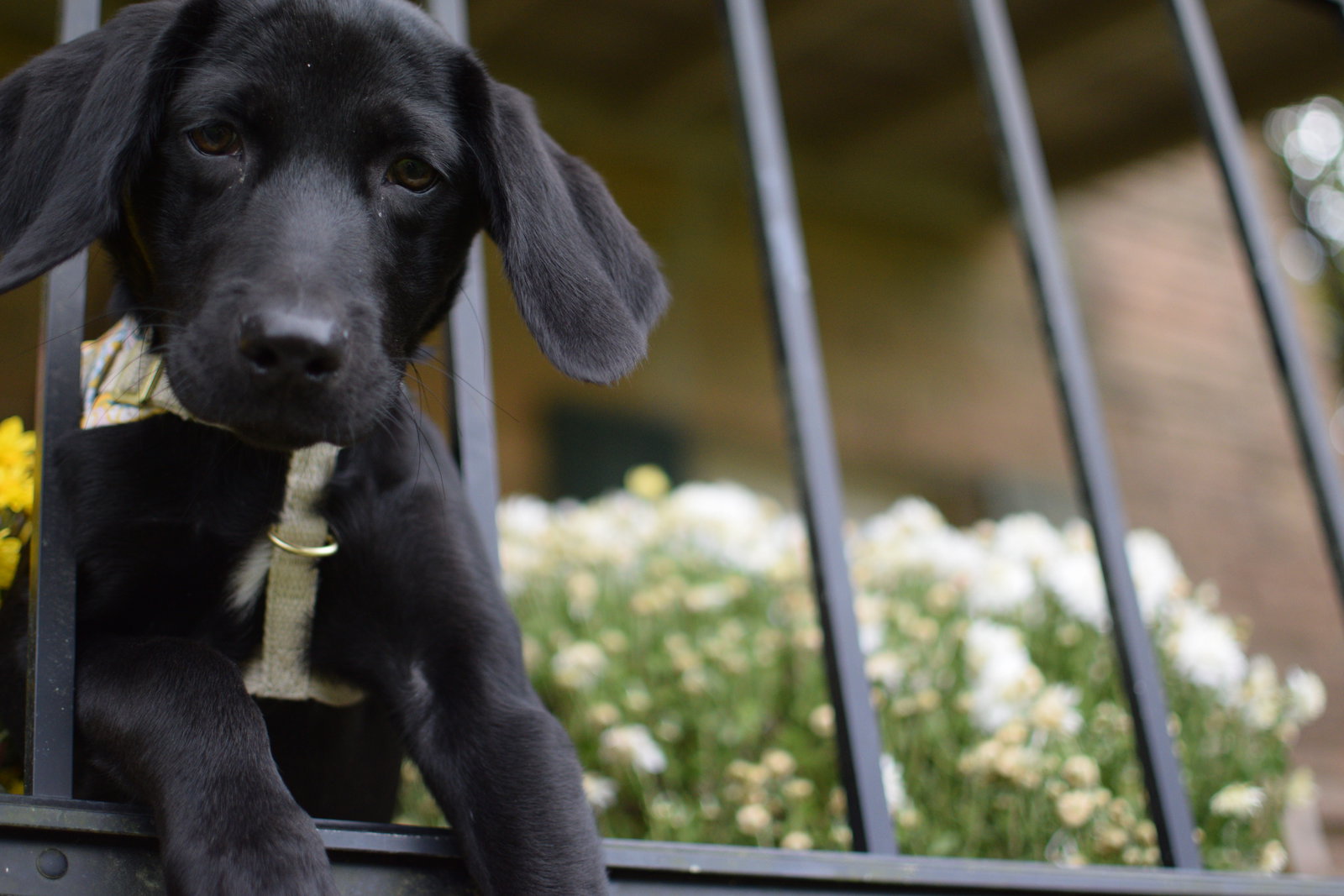 Dog for Adoption Hershey, a Black Labrador Retriever in Mercerville