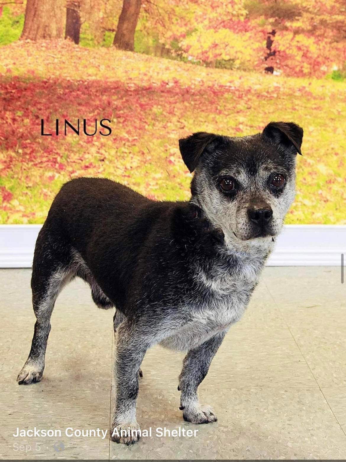 adoptable Dog in Parker Ford, PA named Linus