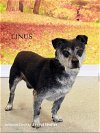 adoptable Dog in  named Linus