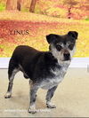 adoptable Dog in  named Linus