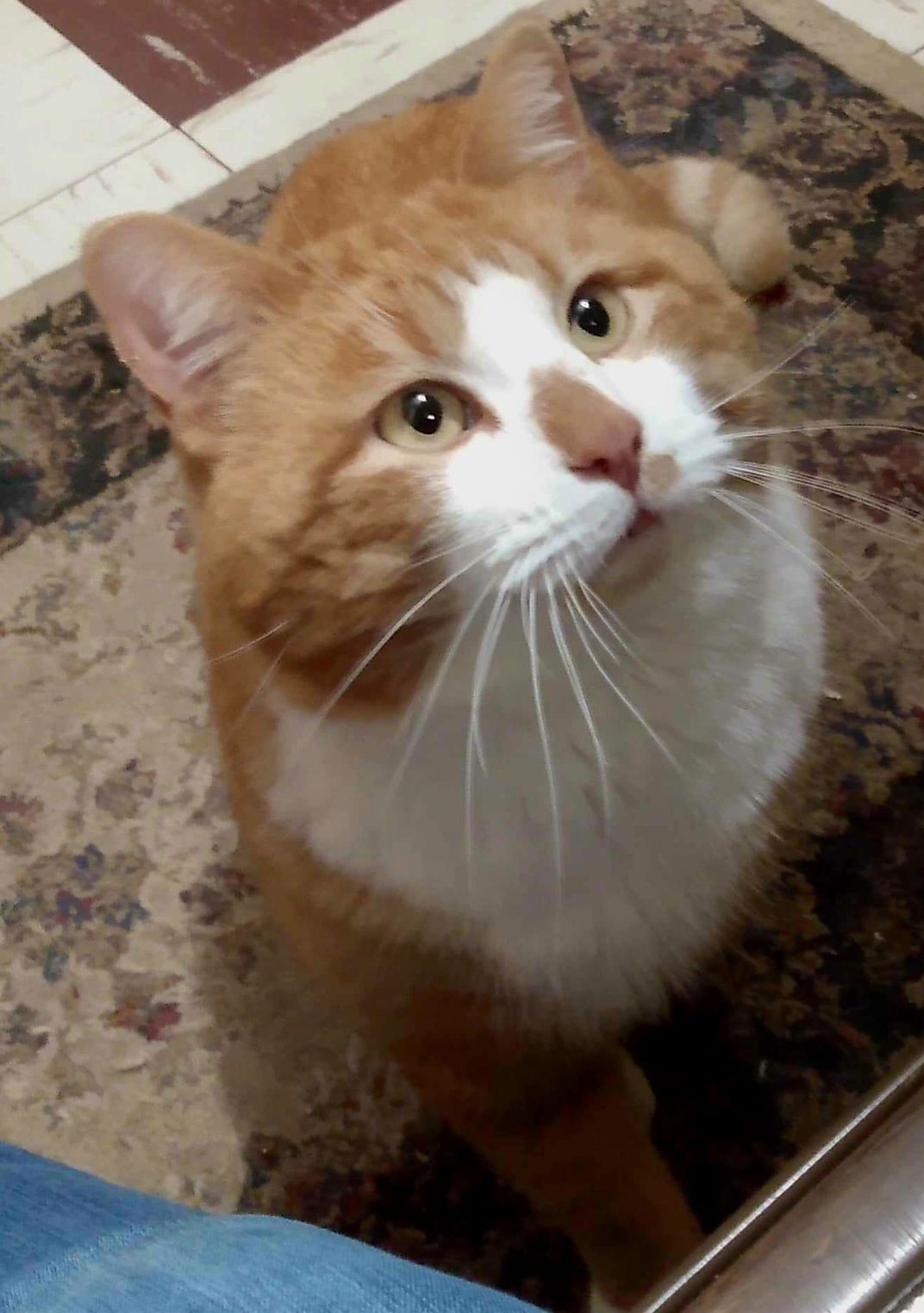 adoptable Cat in Parker Ford, PA named Theodore