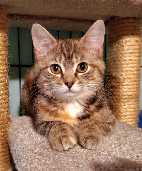 adoptable Cat in Parker Ford, PA named Frostine