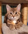 adoptable Cat in , PA named Frostine