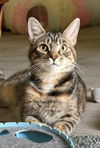 adoptable Cat in  named Frostine