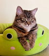 Frostine - Photo 4