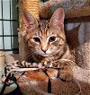 adoptable Cat in parker ford, PA named Icelyn