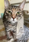 adoptable Cat in  named Icelyn