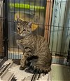 adoptable Cat in parker ford, PA named Diva