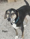 adoptable Dog in  named Ram