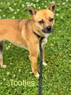 adoptable Dog in Parker Ford, PA named Tootles