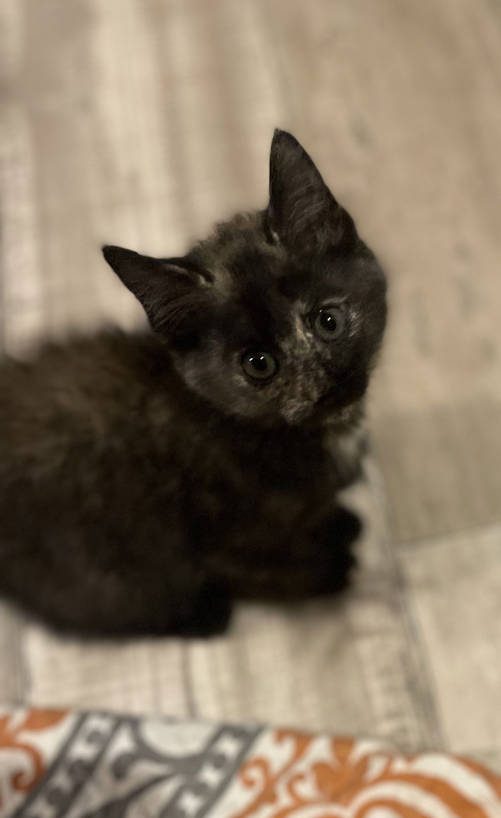 adoptable Cat in Parker Ford, PA named Melon