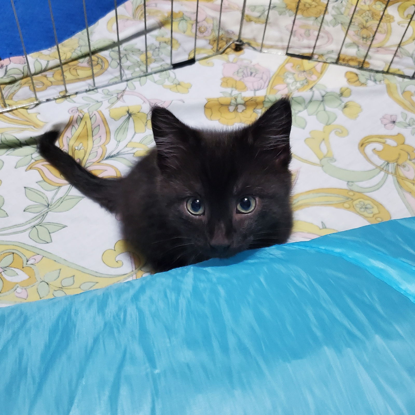 adoptable Cat in Parker Ford, PA named Zane