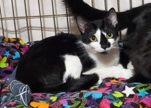 PUFFIN - Domestic Short Hair available for adoption