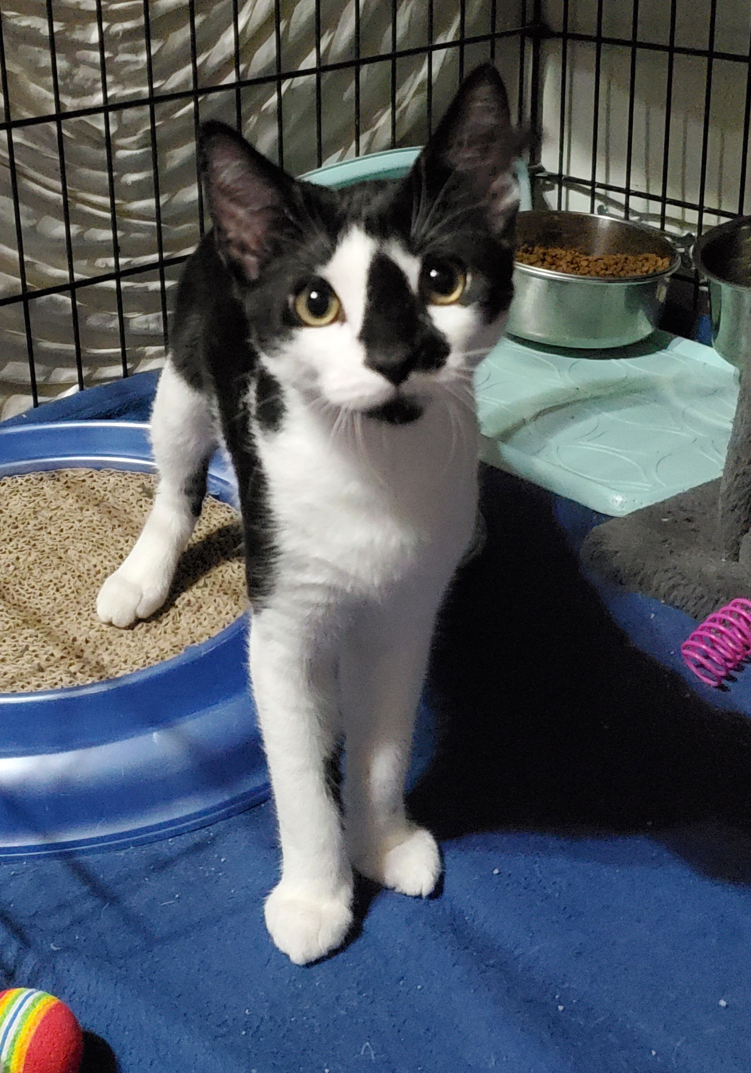 adoptable Cat in Parker Ford, PA named Puffin