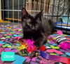 adoptable Cat in Parker Ford, PA named Dove